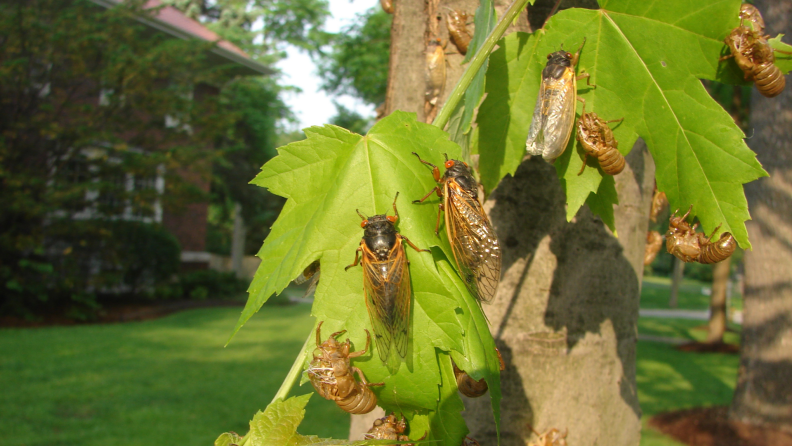 At least a dozen cicadas swarm on a single tree and its green leaves.