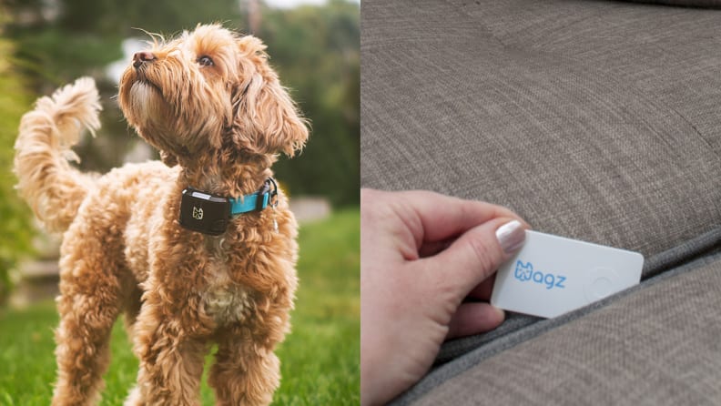 On the left, a dog wearing an electronic collar. On the right, someone slipping the  Wagz Tagz between couch cushions.