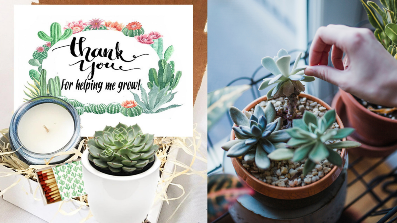 On left, gift box with white candle, matches, mini succulent plant, and card reads, "thank you for helping me grow." On right, mini succulent plant in white pot.