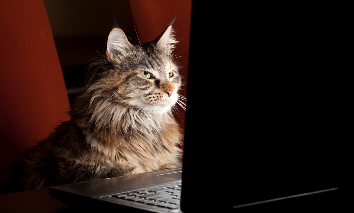 The 9 Most Popular Gifts For Cat Lovers On Amazon Reviewed Home