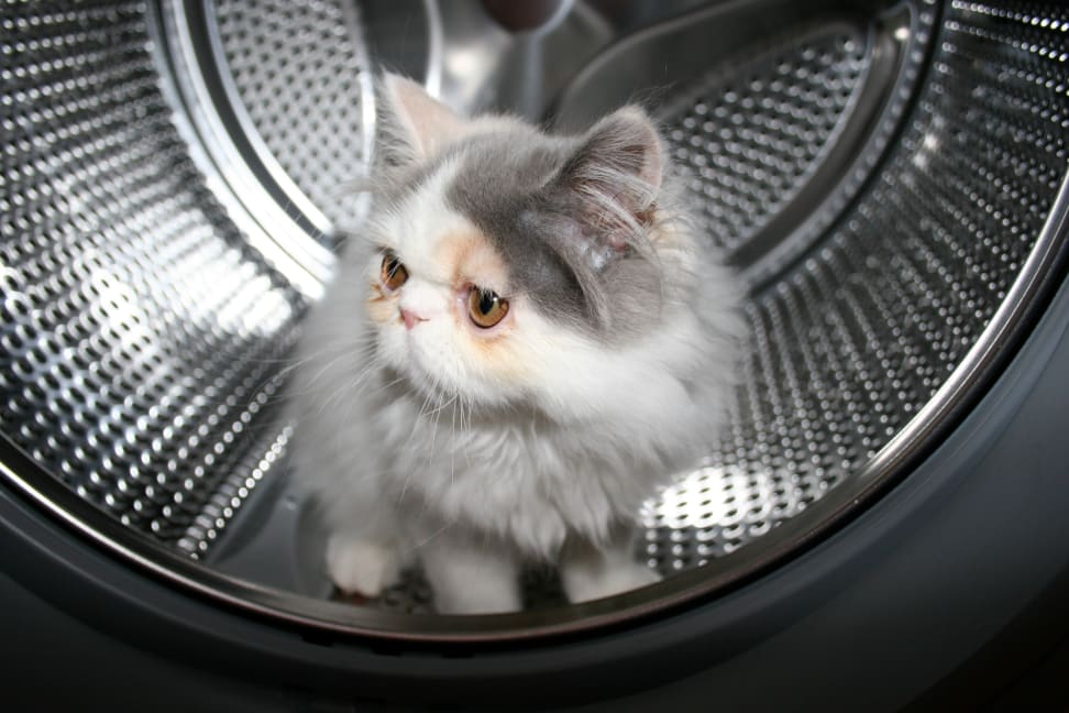 Cat in a washer