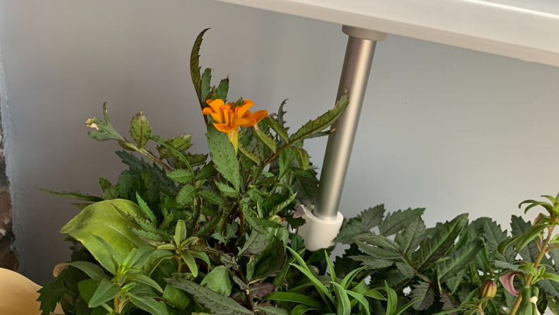a marigold blooms in the AeroGarden