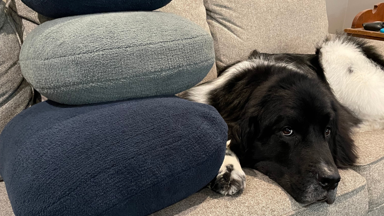 A black and white dog lying next to a stack of navy and light blue Quiet Mind Weighted Pillows.