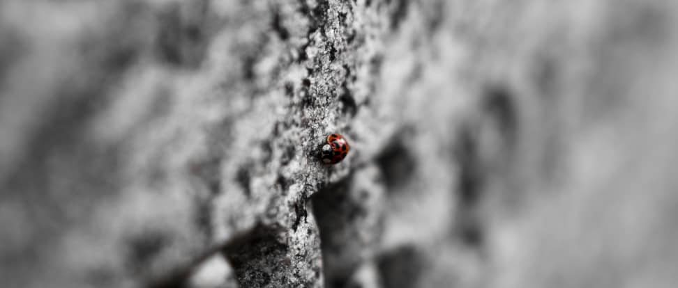 NIKON-D750-SAMPLE-LADYBUG.jpg