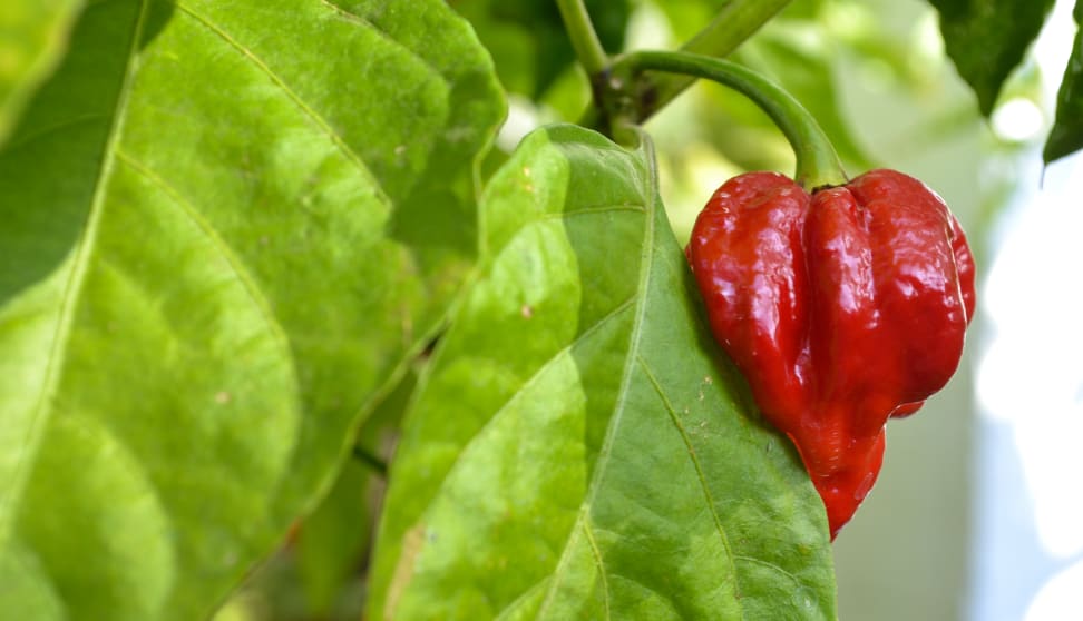 Trinidad Moruga Scorpion pepper