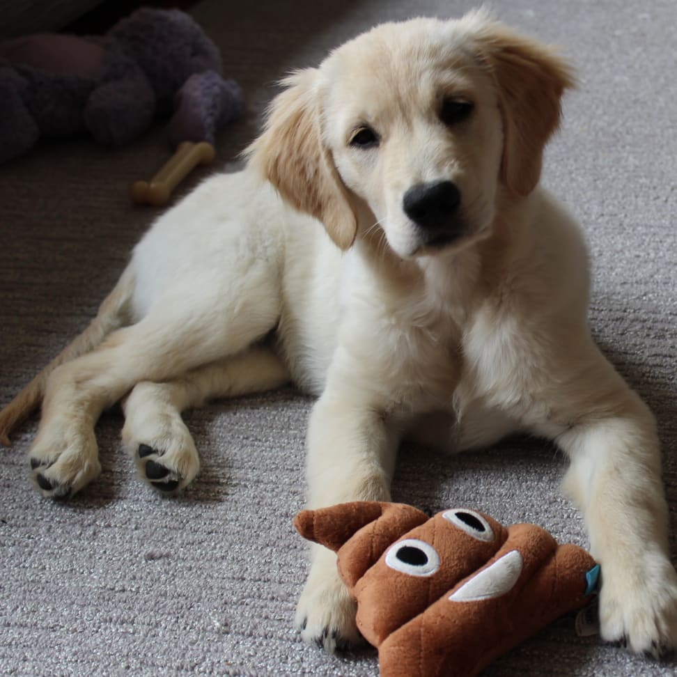 Must have items for new dog owners 2025