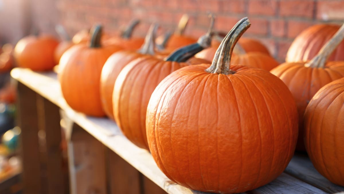 National Pumpkin Day 2023 What to do with pumpkins and how to