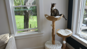 Small tan, brown and white tabby cat sits perched atop a whicker and wood cat tower inside of plush bed in corner of residential home.