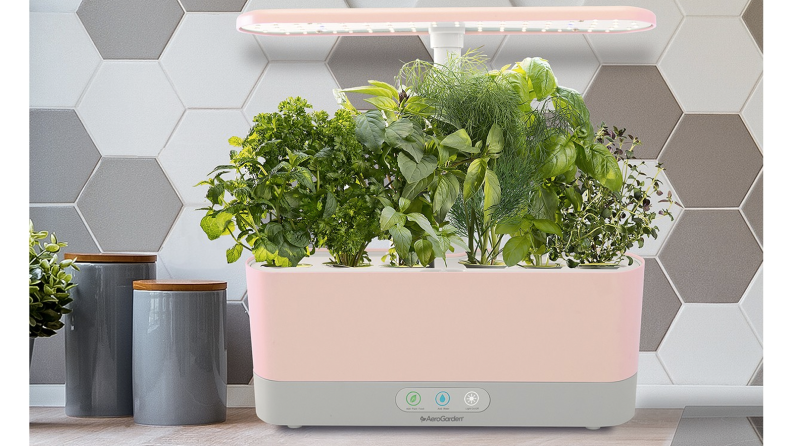 An counter herb garden