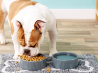 A dog eats from a bowl of food