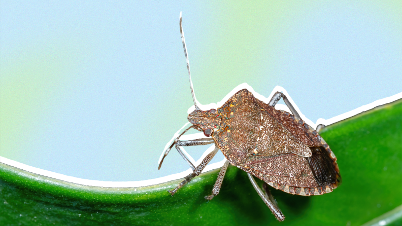 Close-up of a stink bug on a leaf.