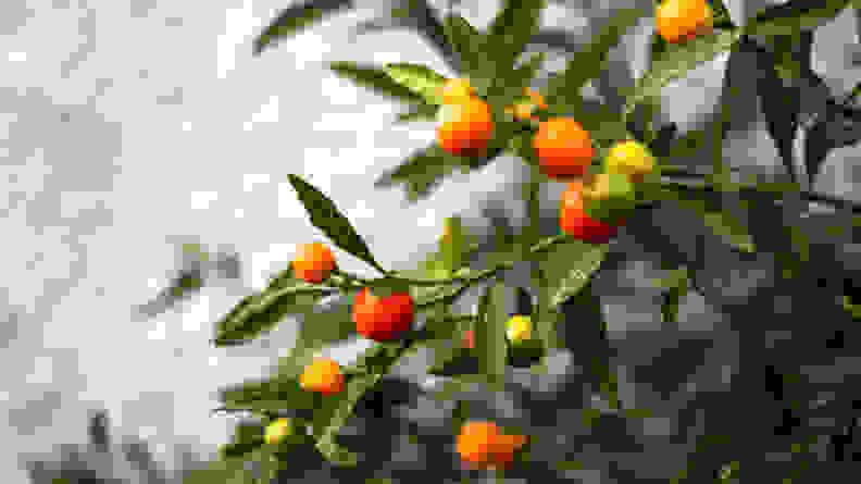 Jerusalem cherry plant , fruit like tiny tomatos. Orange red and yellow colored