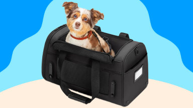 Small dog with red collar sits in black pet carrier while looking up.