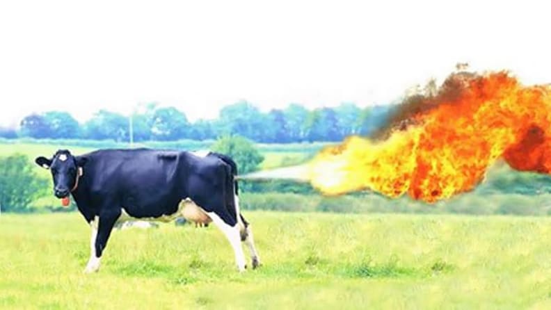 Methane is one of the most potent greenhouse gases, and comes in part from the guts of grazing animals like cows.