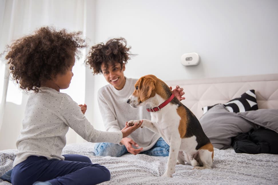 A child and mother sit on a while bed with a small dog