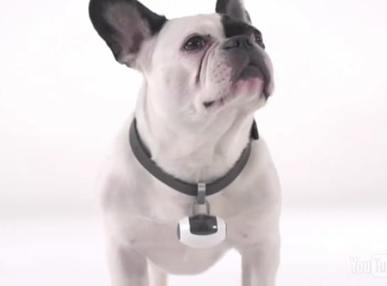 pawscam