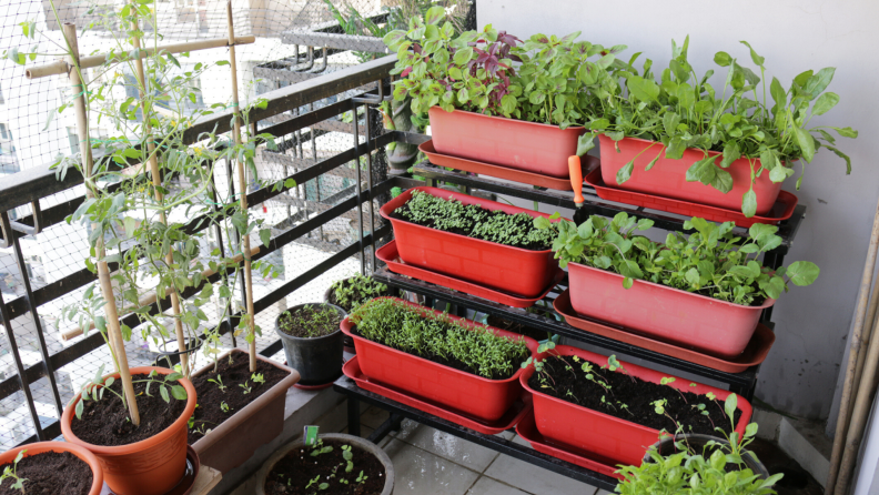Tiered container gardening troughs growing herbs on a balcony