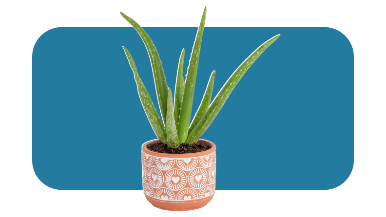 Aloe plant potted inside of clay and white patterned pot.