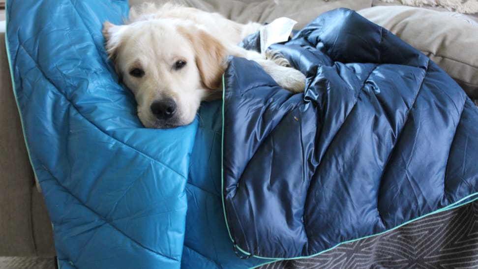 Golden retriever resting on blue two-toned puffer blanket indoors.
