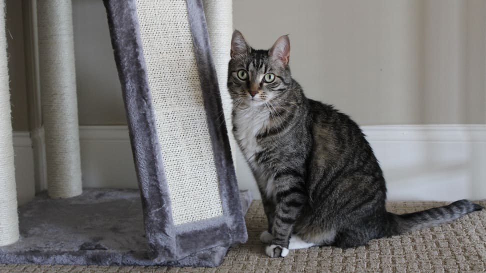 This top-rated cat tree got my cat to stop clawing the couch