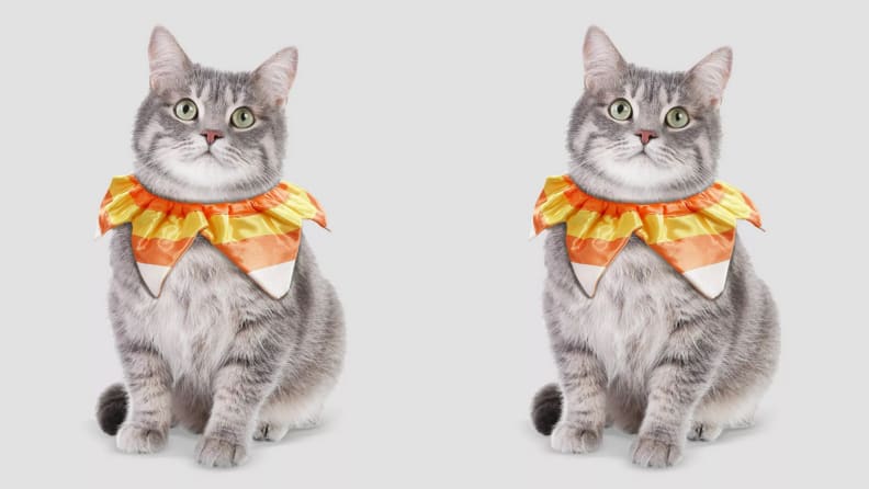 Cat candy corn