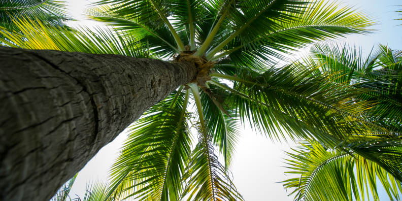 Coconut Tree