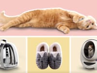 Orange tabby cat laying on ground, clear cat backpack, cat-themed fur-lined slippers, and round cat litter box.