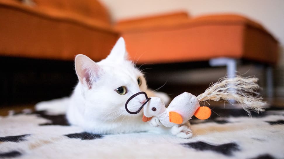 Cat playing with duck toy