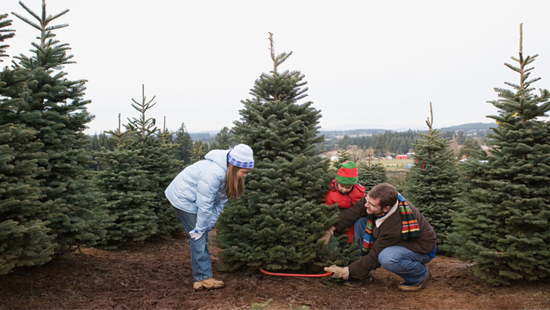 Cutting down your own Christmas tree at a local tree farm ensures that you get the freshest tree from day one.