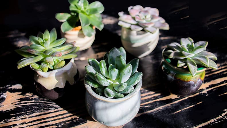 best-gifts-for-mom-2018-succulent-plants