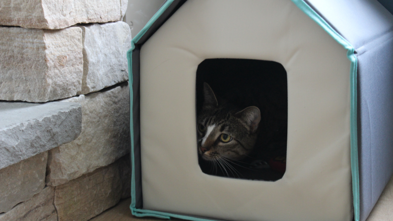 A cat peeking out the doorway of the Frisco Heated Cat House.