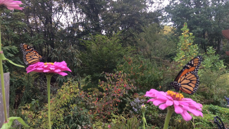 Orange and black Monarch butterflies on pink zinnias.