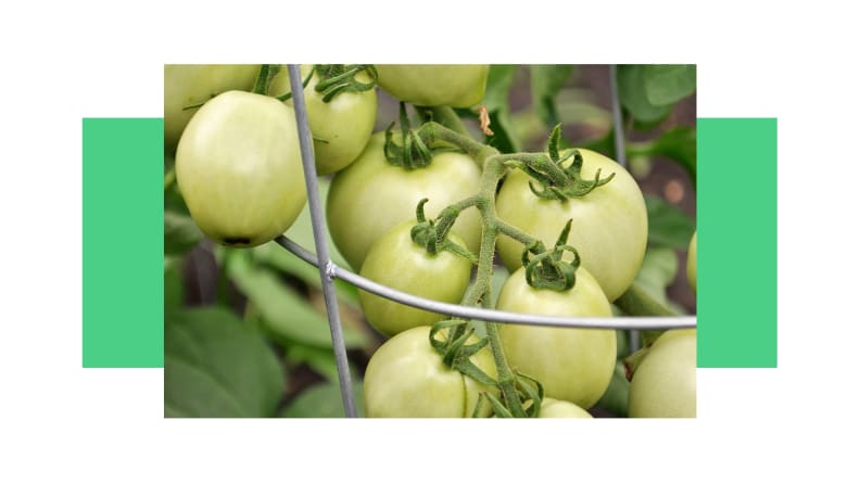 Bushel of small green tomatoes within wire tomato cage