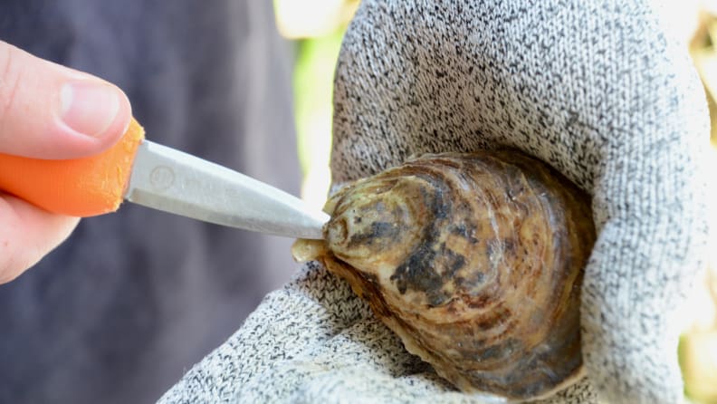 A person is pointing their knife at the hinge of an oyster.