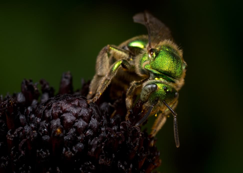 Metallic Green Bee