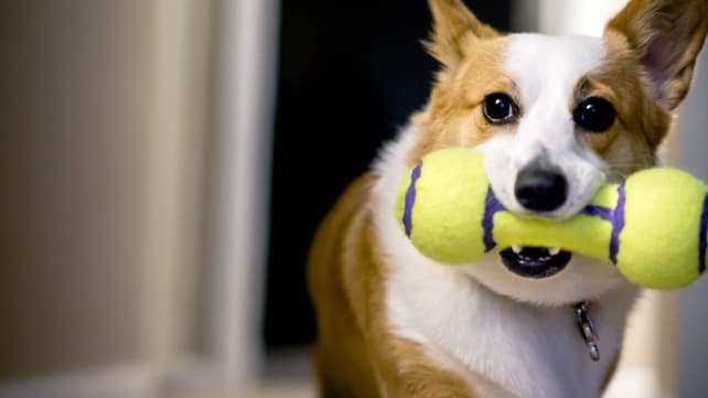 How to clean pet toy