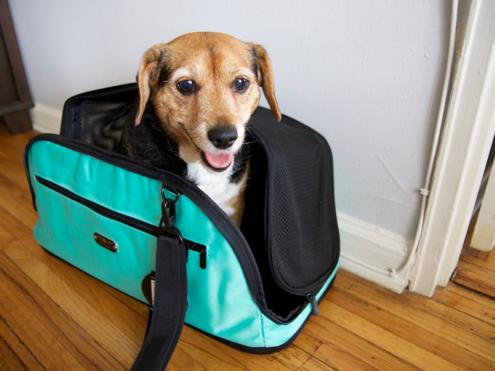 capacity psychology is more than 11 Best Pet Carriers of 2022 - Reviewed