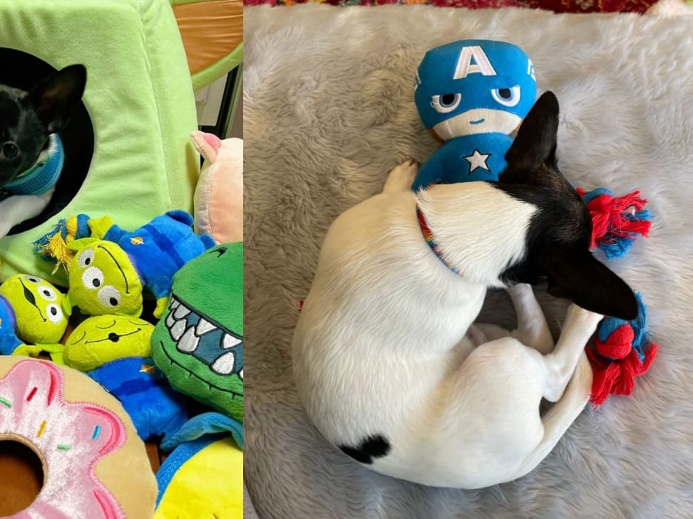 Chewy stuffed animal sales