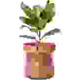 Product image of Phoenix Vine 8-Inch Self-Watering Planter