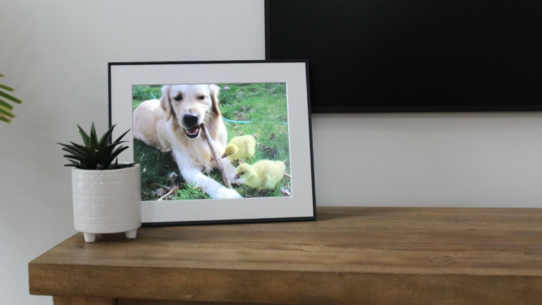 The Aura Walden Frame on a counter, displaying a photo of a dog with baby geese.