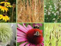 Six close-up photographs of flowers, grass, and bees.