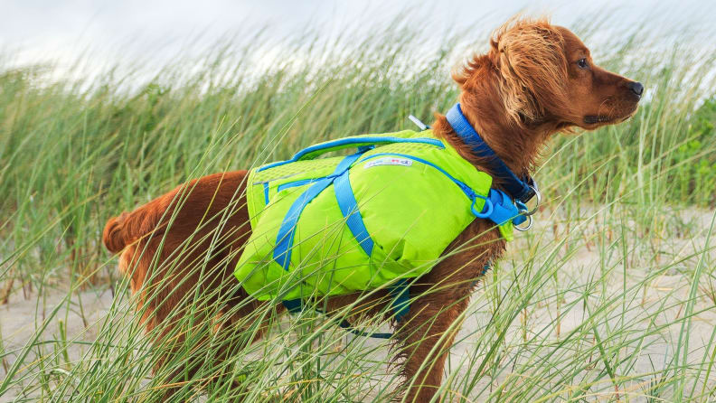 This harness has two packs so your dog can carry supplies.