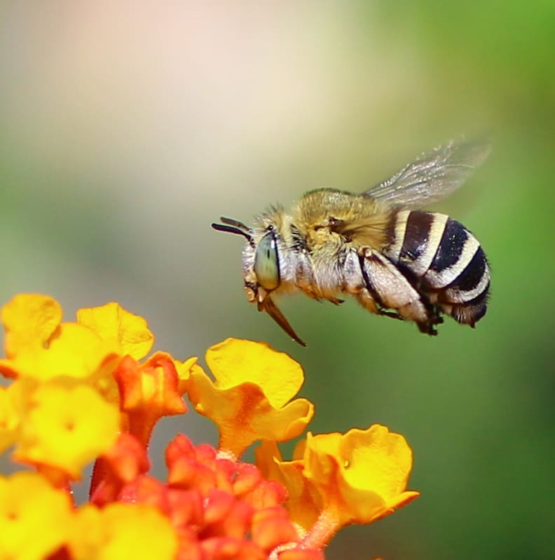Bee-killing pesticide