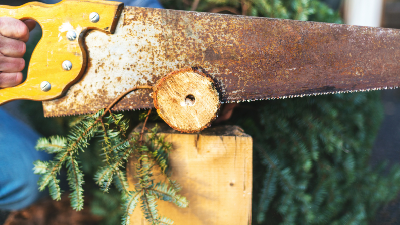 Cleanly shear off a few inches from the bottom of the tree’s trunk to better help it absorb water—you’ll be removing its seal of dried sap.