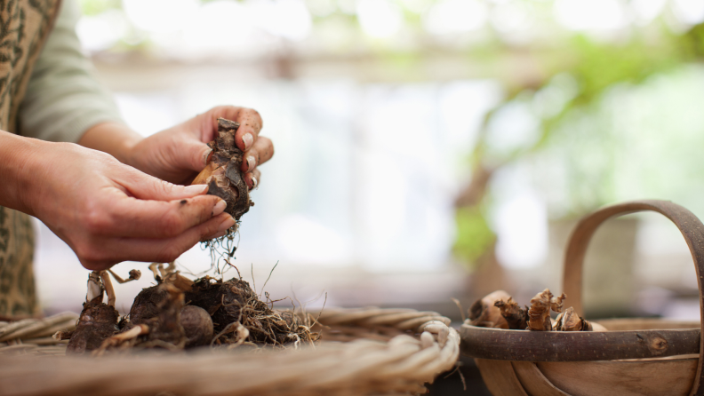 Storing tulip bulbs for winter