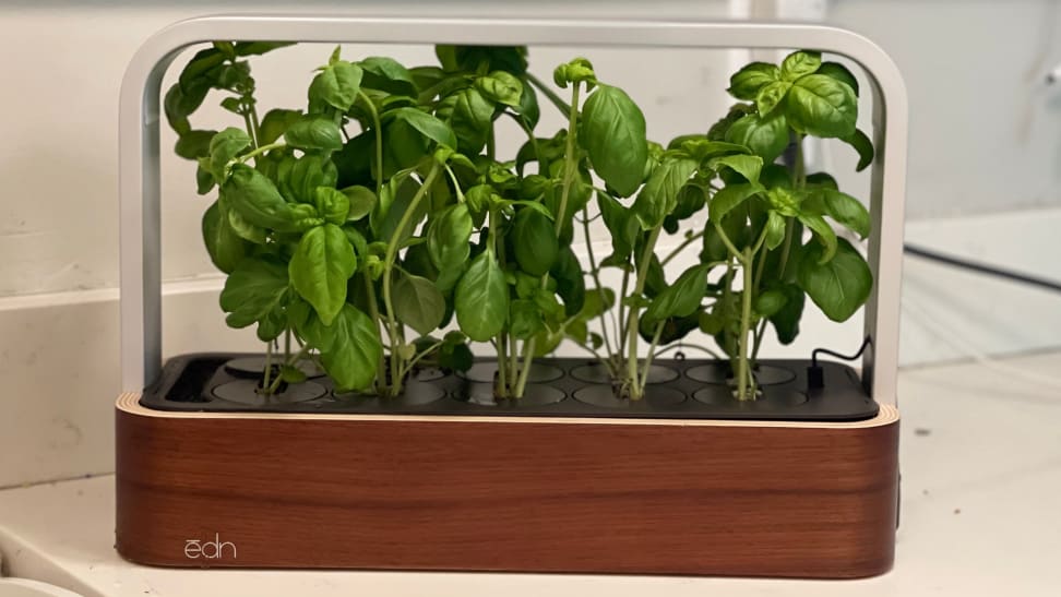 The Edn SmallGarden grows basil indoors.