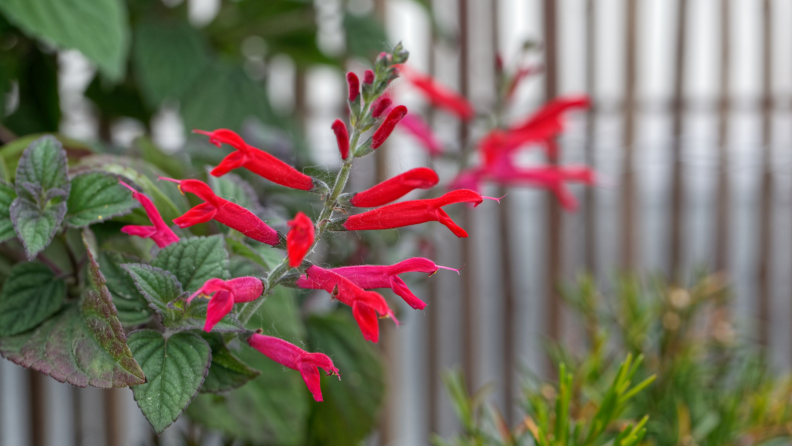 Single red pineapple sage plant