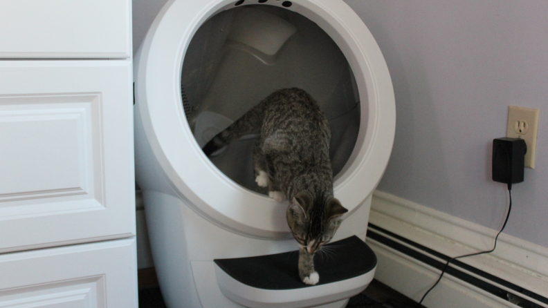 cat climbing out of litter robot