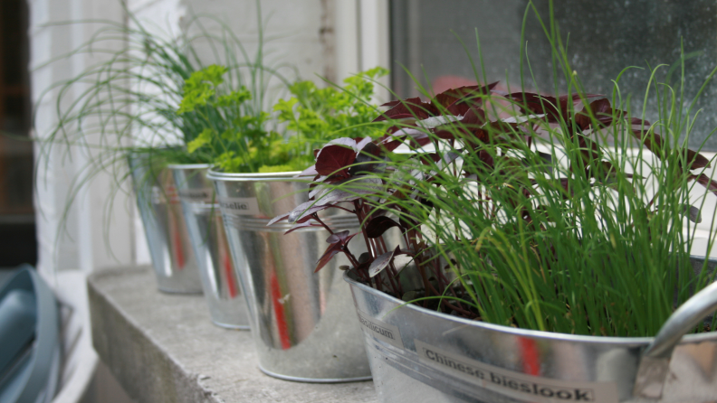 Herbs on a windowsill