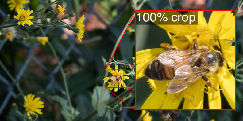 A 100% crop of a photo shot by the Canon Powershot G3 X.